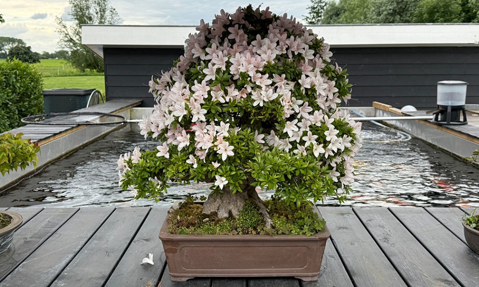 Mijn satsuki