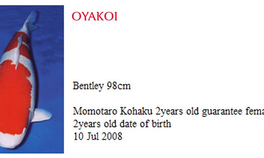 Momotaro auction 17 november: kohaku