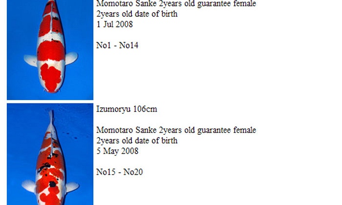 Momotaro auction 17 november: sanke