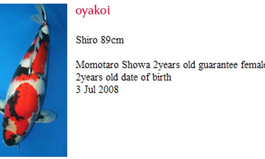 Momotaro auction 17 november: showa