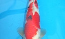 Momotaro auction