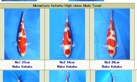 Momotaro Mannelijke Tosai Kohaku