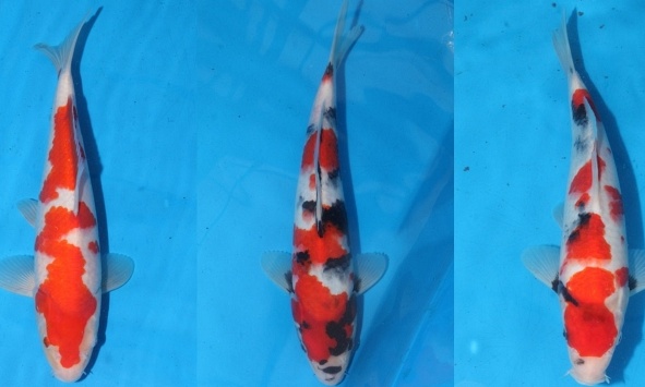 Momotaro tosai