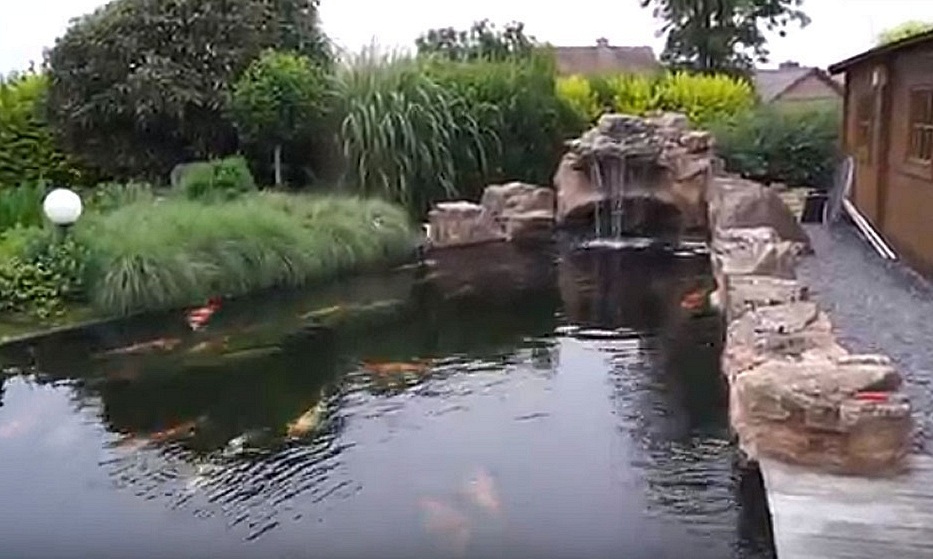 Naweëen van de Online Holland Koi Show