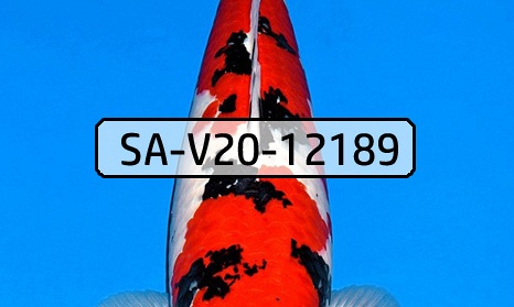 Nidan Sanke SA-V20-12189