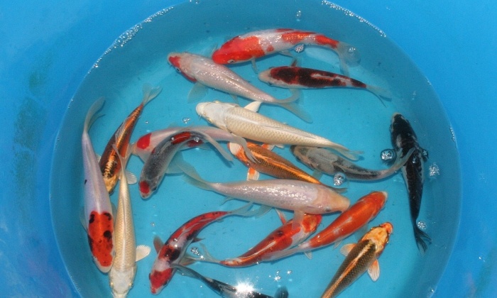 nieuwe selectie japanse koi uit quarantaine tossai mix 15/18 cm