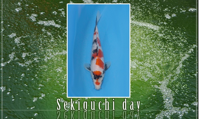 Nu zaterdag Sekiguchi dag