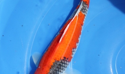 Ontwikkeling tosai
