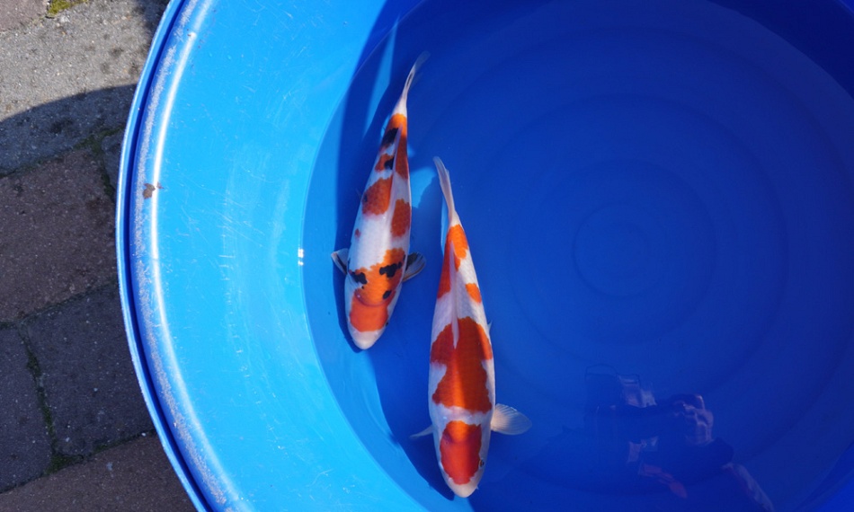 Onvoorspelbaar en bijzonder