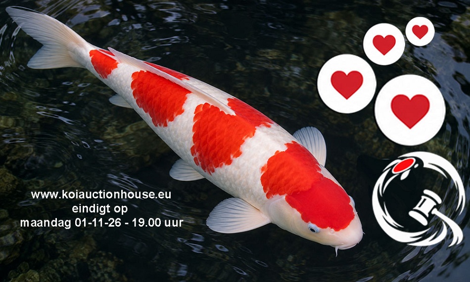 Onze focus ligt nu bij de veiling Koi