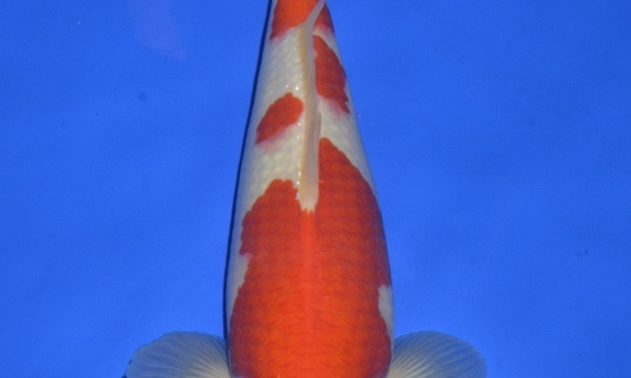 Onze keuze tosai Momotaro veiling