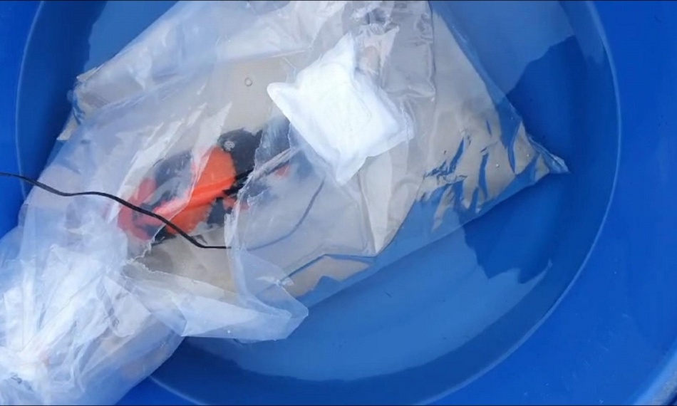 Ophalen koi uit Niigata