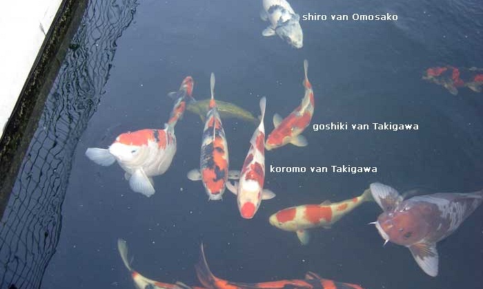 Opvallende Koromo verlaat het nest