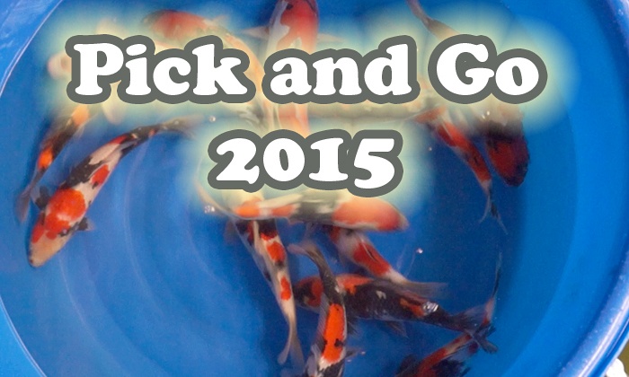 Pick and Go 2015