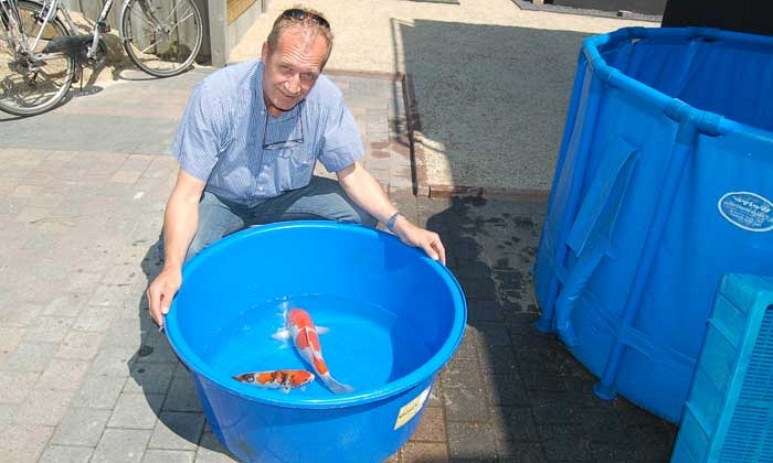 Prachtkohaku en showa