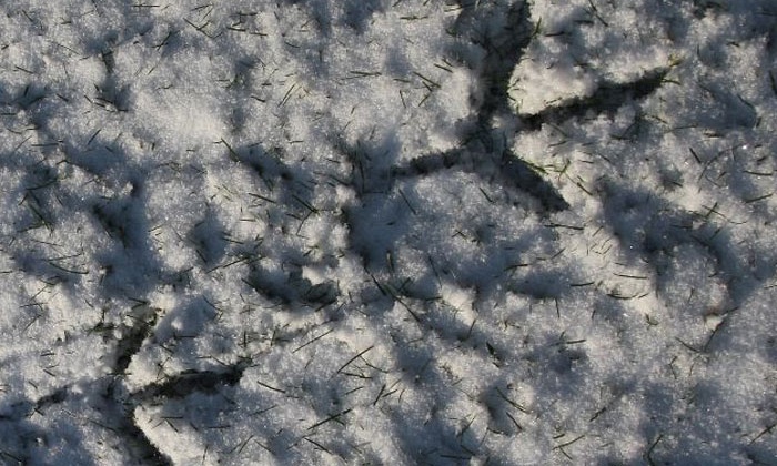 Reigersporen in de sneeuw