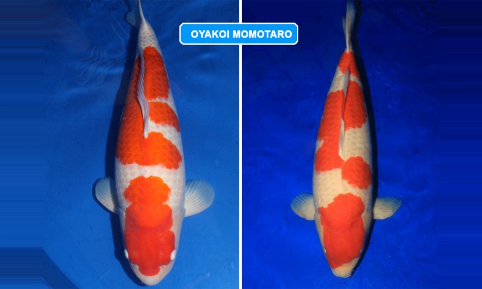 Resultaat veiling van Momotaro