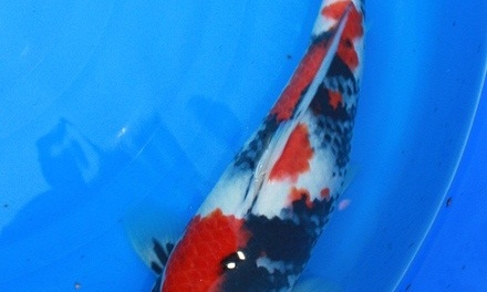Sekeguchi nr.7 opgehaald