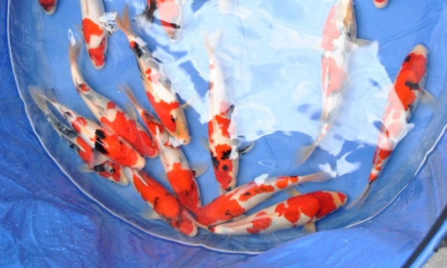 Sekeguchi tosai en Probites