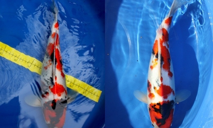 Sekiguchi Showa, 1 jaar later