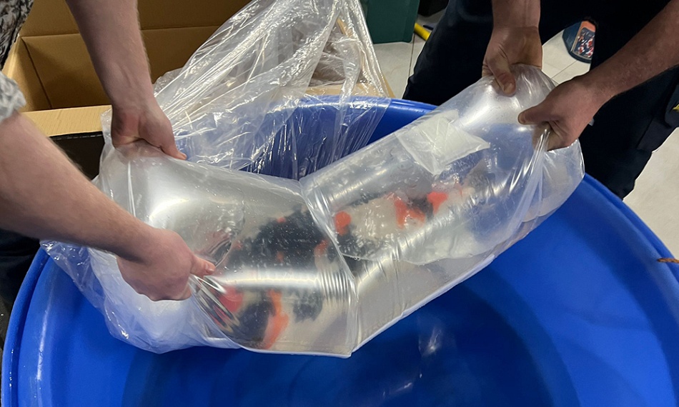 Shipment uit het noorden