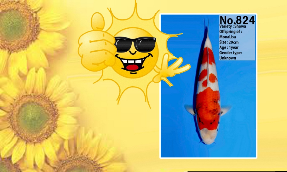 Showa in het zonnetje