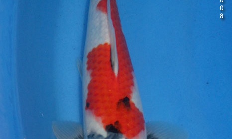Showa Momotaro nr.05-35 cm
