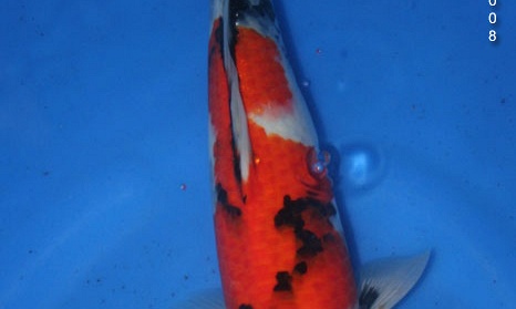Showa Momotaro nr.10-36 cm