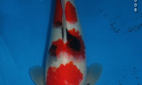 Showa Momotaro nr.25-31 cm