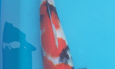 Showa van Joost