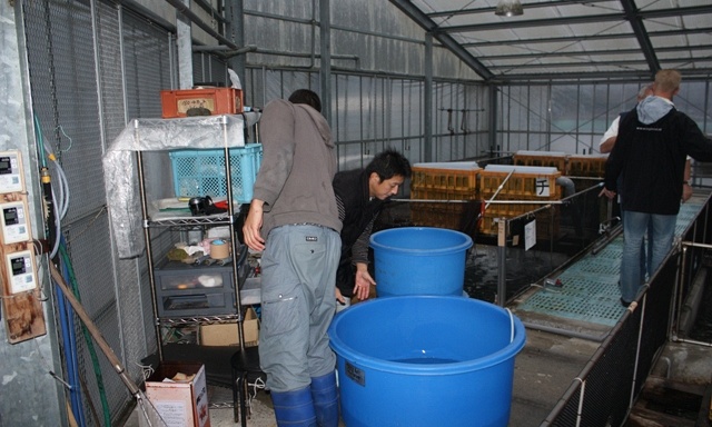Showday at Momotaro Koi Fram