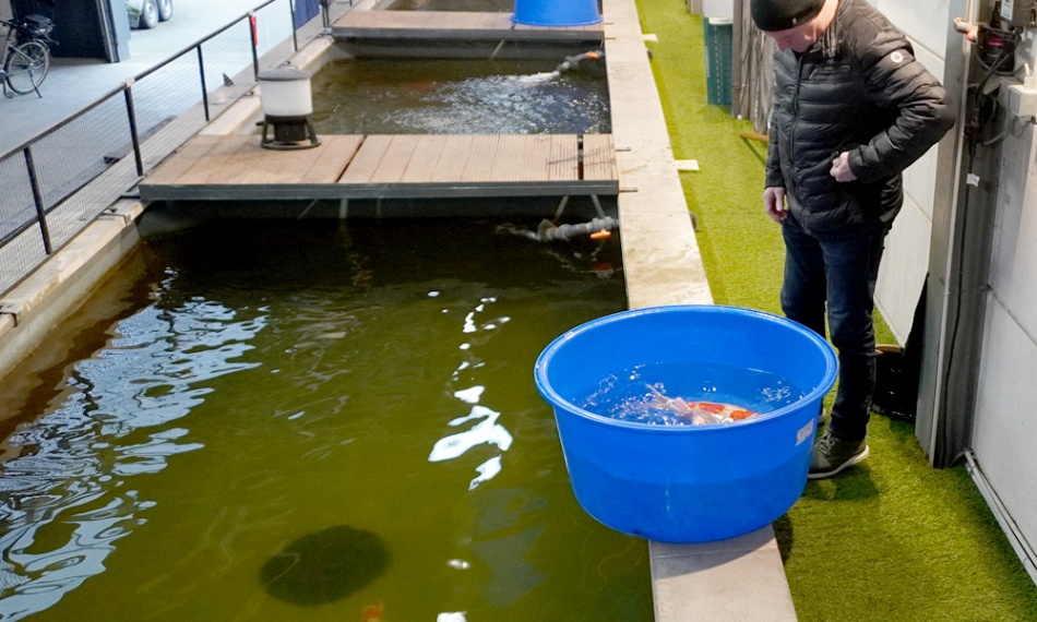 Succes op de veiling van Dainichi
