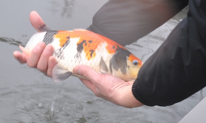 Takigawa evolueren goed