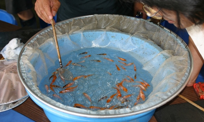Tategoi