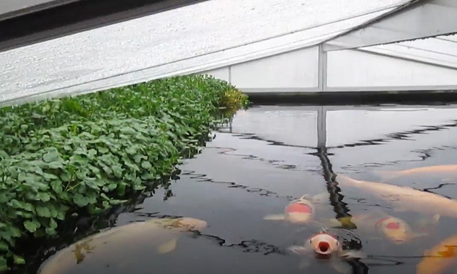The forest & the koi !