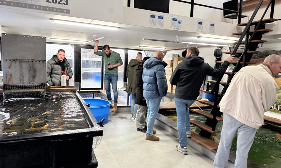 Topkwaliteit koi in de bowl