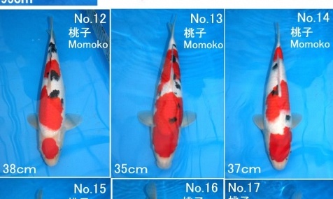 Tosai - Sanke - Momoko