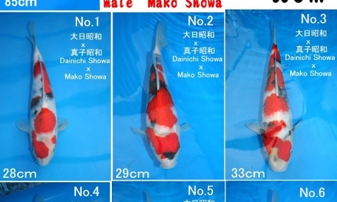 Tosai - Showa - Dainishi/Mako