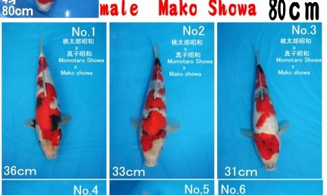 Tosai - Showa - Mako