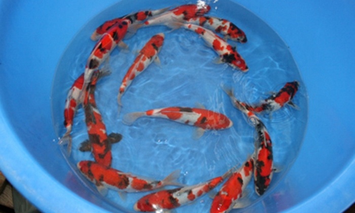 Tossai Selectie Sekiguchi