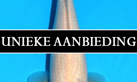 Unieke tancho actie vanuit Duitsland