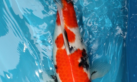 Update Sekeguchi
