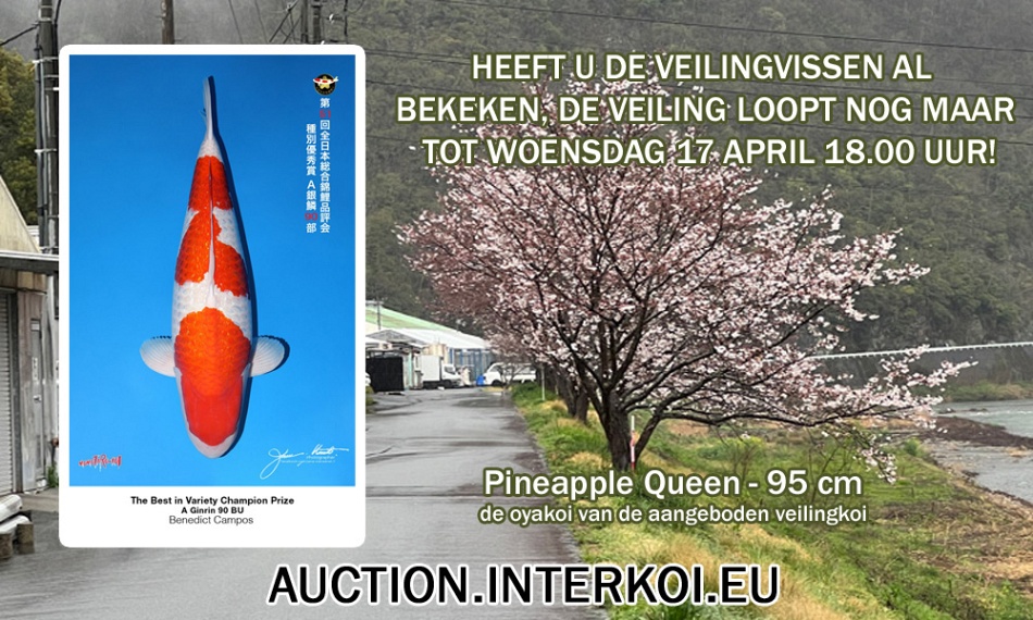 Veiling Interkoi is in de eindfase