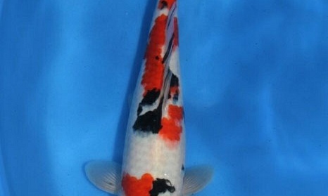 Veiling Momotaro 30 maart