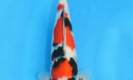 Veiling Momotaro 30 maart