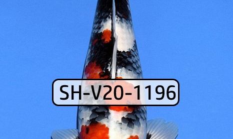 Verborgen schoonheid