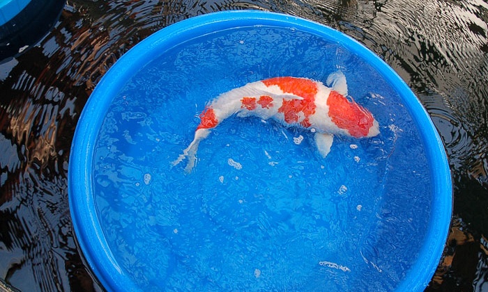 Yamatenka