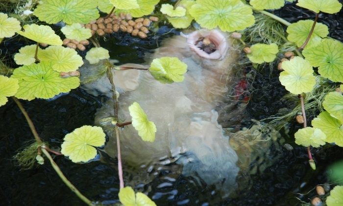 Zo gezond als een koi?