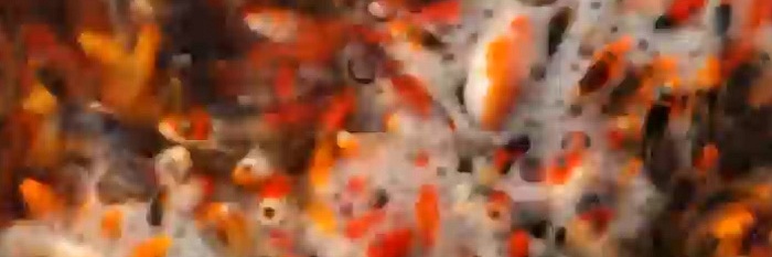 1 koi per liter