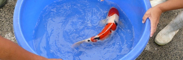 10 koi van de veiling
